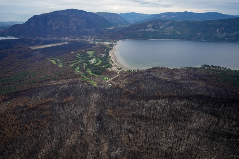 Trees burned by the Bush Creek East wildfire in Squilax, B.C. last September