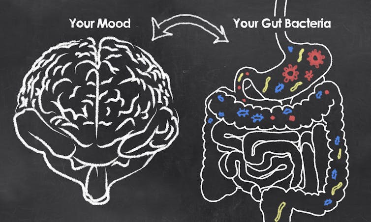 Chalk illustration of doubleheaded arrows pointing between the brain and intestines with microbes