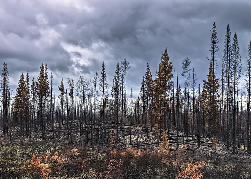 Wildfire in Cariboo region of B.C.