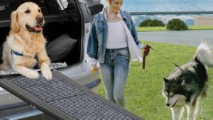 The best dog ramps for cars in 2024