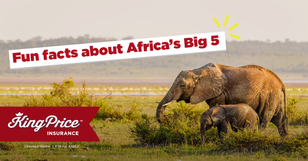 Fun facts about Africa’s Big 5