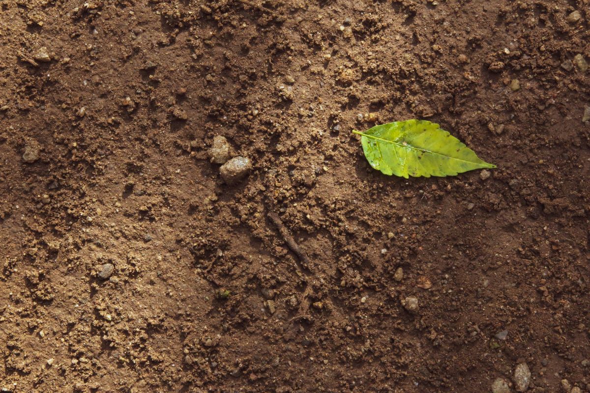 Soil with leaf on the ground