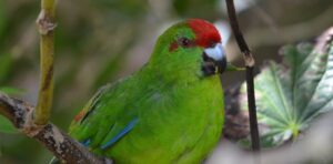High fliers: pleasure-seeking parrots are using aromatic plants, stinky ants and alcohol