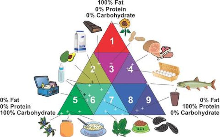 Triangle divided into nine smaller triangles, each labeled with an icon of food based on its nutrient content -- 100% fat at the apex, 100% carbohydrates on the left-most point, 100% protein at the right-most point