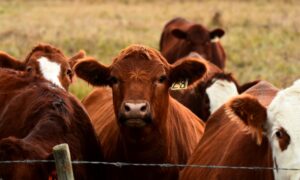'A long time coming' – Beef producers hail new insurance pilot program