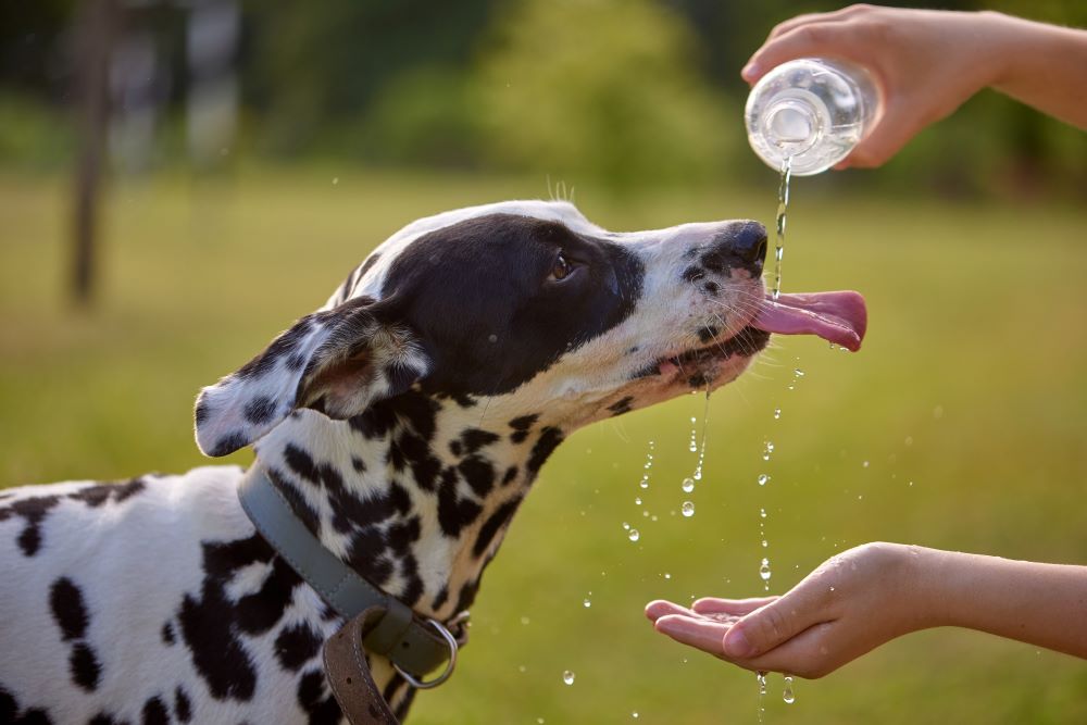 Top tips to keep your dog cool in the heat!