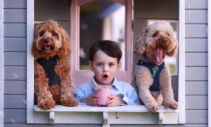 Bupa unveils Australia's favourite dog and cat breeds