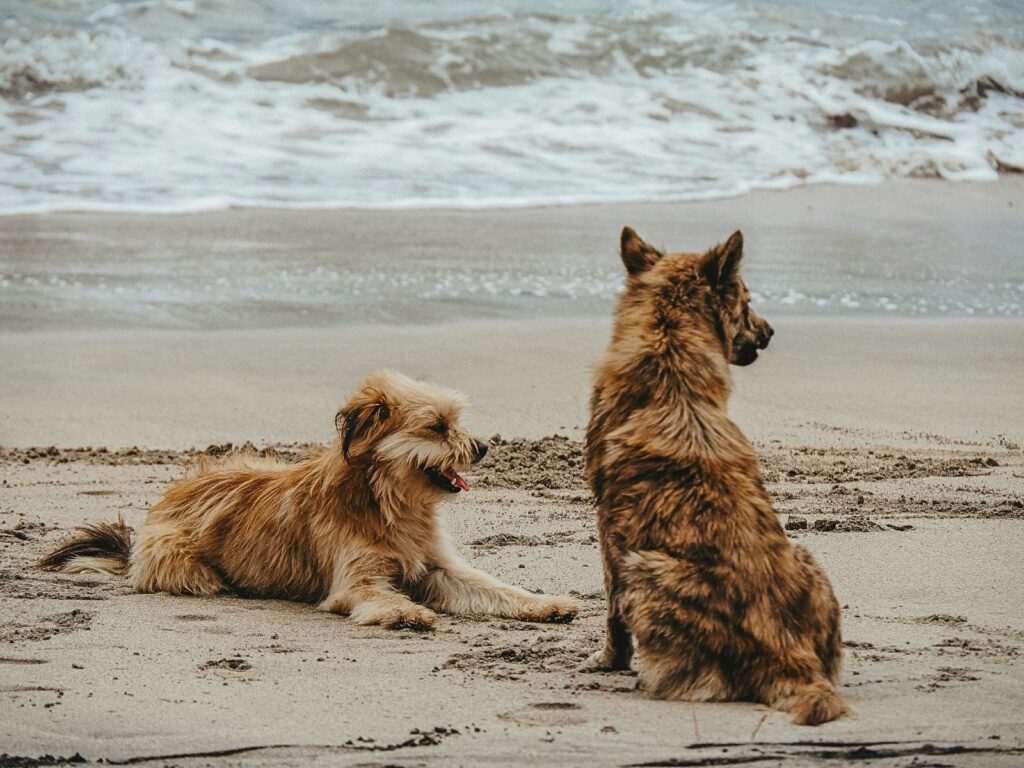 Two happy dogs sat on a sandy beach