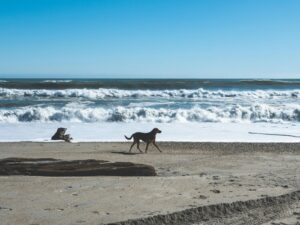 dog-friendly-beach