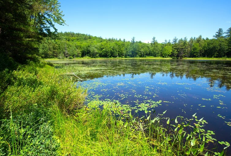 New Hampshire pond and wetland system