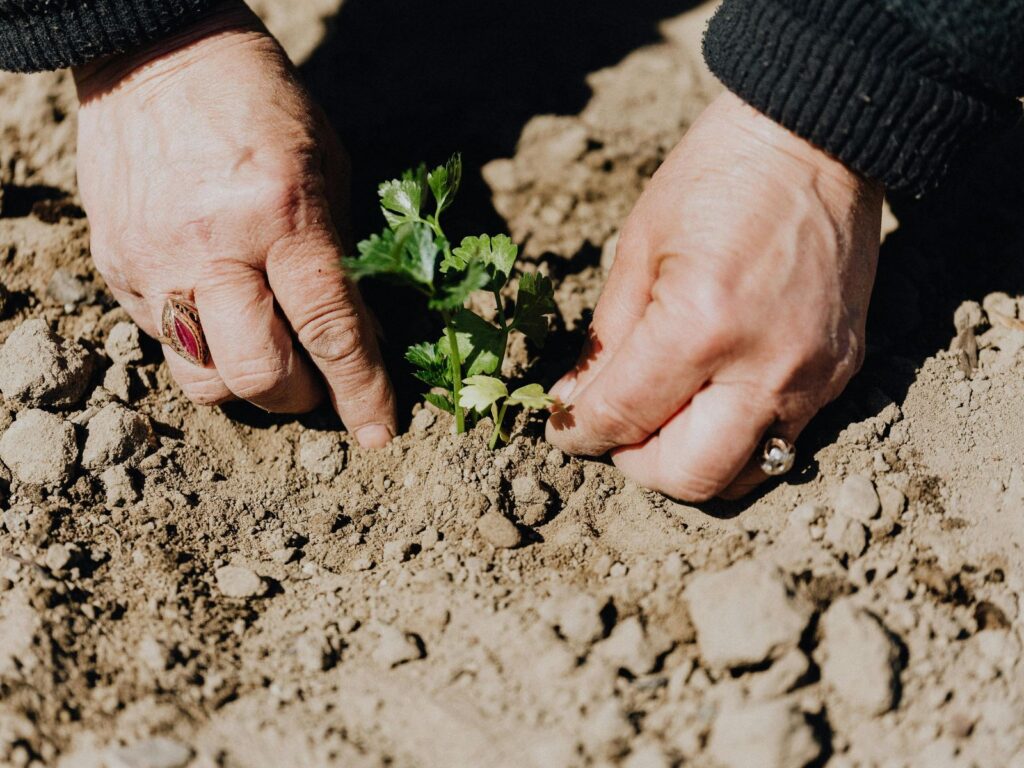 Elderly hands planting a small plants into soil - close-up