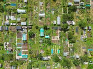 Allotment-guide-gardening