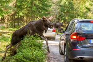 Drive Safe This Fall: Avoid Animal Collisions