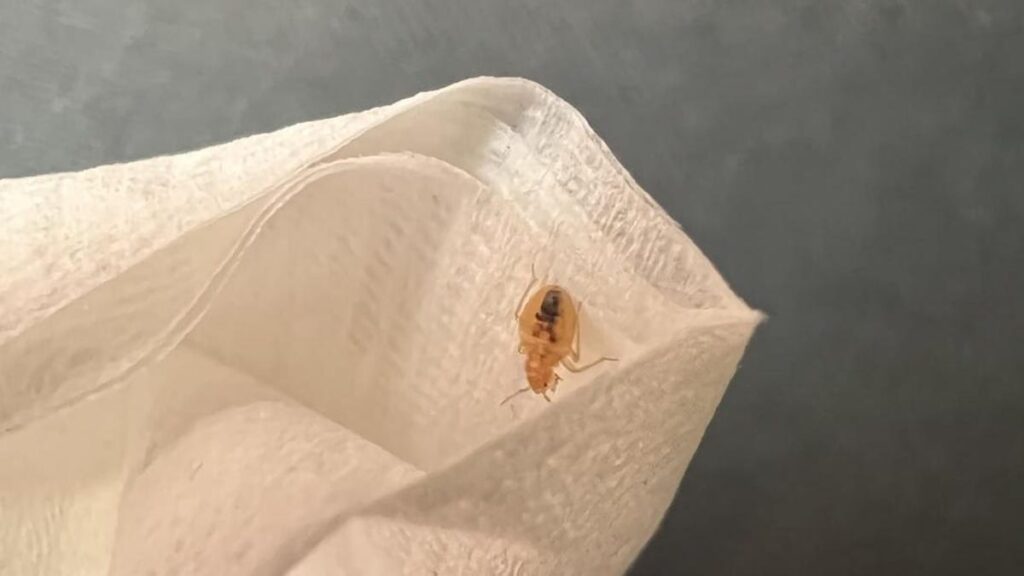 First-Class Passenger Finds Bed Bug During American Airlines Flight