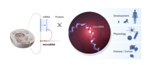 What is microRNA and why did its discovery merit this year’s Nobel Prize for Medicine?